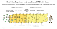 Model švicarskega sira pri omejevamj SARS- CoV-2 virusa
