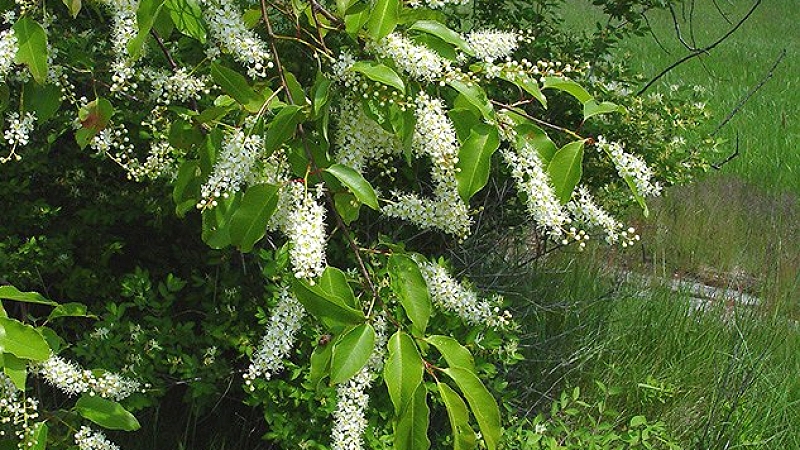 Prunus-serotina_celo-drevo_Donald-Cameron-Go-Botany.jpg