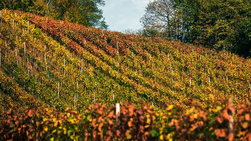 vinograd