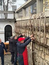 Obrezovanje mestne trte.jpg