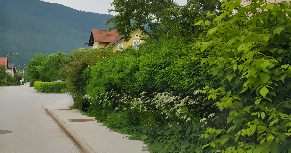 Na fotografiji je pločnik preraščen z razraslo vegetacijo Za varnejšo pot v šolo in vrtec: poziv k ureditvi vegetacije ob cestah